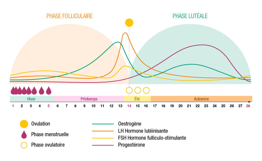 accompagner naturellement cycle menstruel